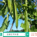 농업회사법인 (주)항암식품