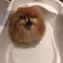 털찐강아지 이미지