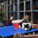 거제비치블루애견펜션 이미지