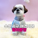 라오라인 | 수완지구 애견미용, 라오 시츄 스포팅 후기
