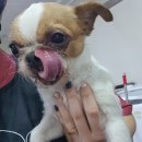 솜사탕 애견미용실 이미지