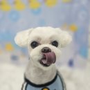 희망 애견 미용실 이미지