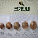 그린키위 이미지