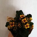 늘봄화원 네이버블로그