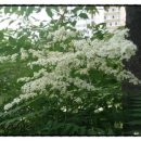 다산행정사사무소 이미지