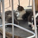 내촌애견 이미지