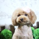 마리펫 이미지