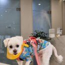 삼성펫클리닉 이미지