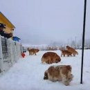 설악애견 이미지