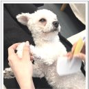 아이조아요양보호소 동탄점 | 경기광주강아지입양은 아이조아보호소 방문 상담이 방향을 잡아줬어요