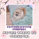 사계절컴퓨터세탁 | 휴대성좋고 세탁이 편한 커버분리형 강아지방석 아르르 꿀잠이불