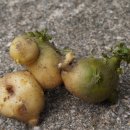 감자창고 이미지