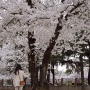 꽃보라개 이미지