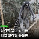 금강1농장 | 대구 네이처파크 푸바오급 인기 아기백사자 교감형 동물원