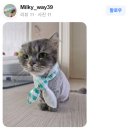 이쁘냥 고양이미용실 대전점 이미지