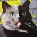 날으는고양이 이미지