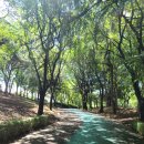 영등시민공원 인라인장 이미지