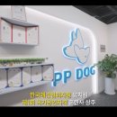 피피독 이미지