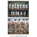표고버섯톱밥배지가 "사각형 톱밥배지" 일 경우 재배방법[산림청] 이미지
