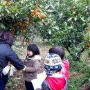 애월읍 소길리풋감마을 이미지