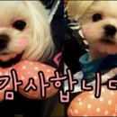 퍼피스캔들 이미지