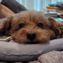 황금누리동물병원 이미지