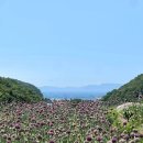 파라다