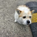 고령LPG충전소 이미지