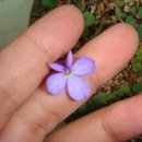 덩쿨농장 이미지