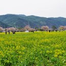 유채와바다 이미지