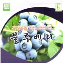 법인골드팜