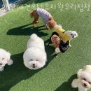 양산 애견호텔유치원 우리집첫째 네이버블로그