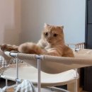 그루밍펫 이미지