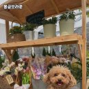 몽글 브라운