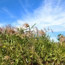 고양대덕야구장 이미지