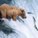 회색곰 Grizzly Bear (Ursus arctos horribilis) 이미지