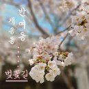 반여3동-6 | [해랑]우리 동네 숨은 벚꽃 명소,해운대구 재송동 반여동 벚꽃길