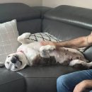 강아지사랑 이미지