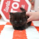 공주웅진켄넬 이미지