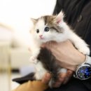 분당고양이분양 고사남 이미지