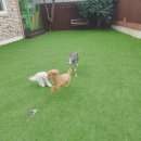 파파퍼피 DOG하우스 이미지