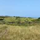 제주 월령리 선인장군락 이미지