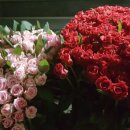 장미농장 이미지