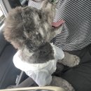 멍댕이 애견유치원 이미지