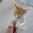 “라온 고양이 츄르 후기🐾 참치 맛에 푹 빠진 냥이의 리얼 반응 공개