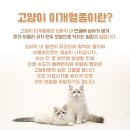 이개 내고양이 이미지