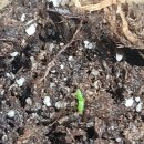 냉동블루베리 새싹이 나왔네요 이미지