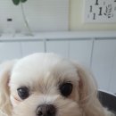 예쁘개 미용 이미지