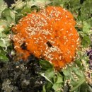 동네음식점 이미지