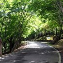 한천자연휴양림 이미지